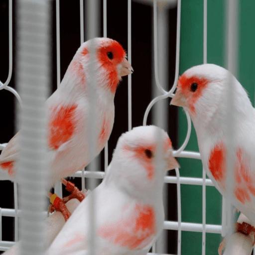 Kicau kenari off line icon