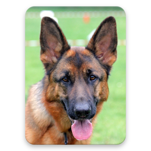 German Shepherd Dog Wallpaper HD icon