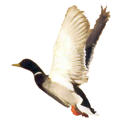 Duck Call Free icon