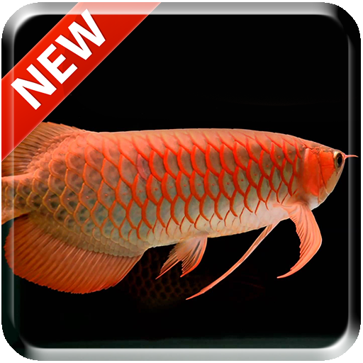 New Arowana 3D Live Wallpaper icon