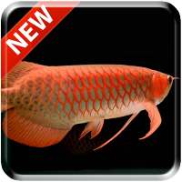 New Arowana 3D Live Wallpaper