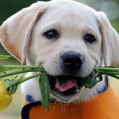 Cute Dogs Wallpapers icon