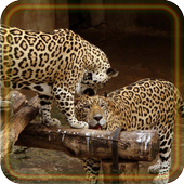 Ягуары и Леопарды живые обои icon