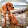 Puppy Songs live wallpaper on 9Apps
