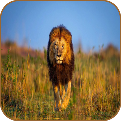 Lion HD Wallpaper 2020 icon