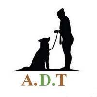 Advanced Dog Training