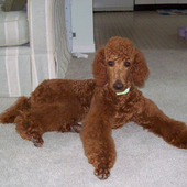 Poodle Dogs Jigsaw Puzzles icon