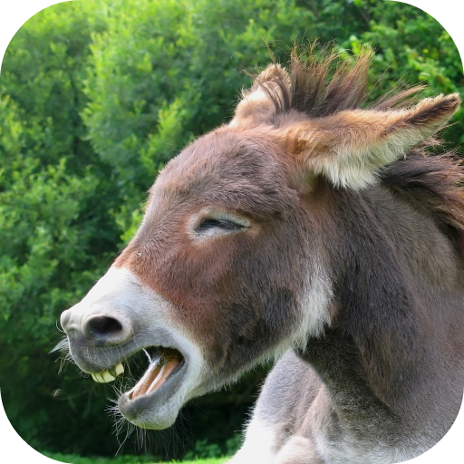 Donkey Sounds icon