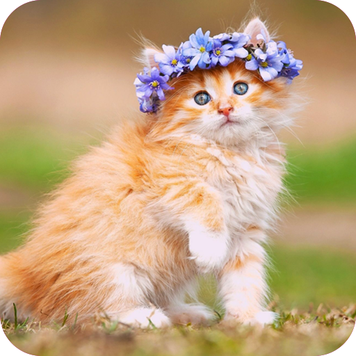 Cute Cats Wallpapers icon