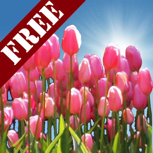 Tulip Field Free LWP icon