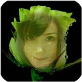 Beautiful Rose Flower Frame on 9Apps