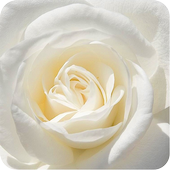 White Rose Live wallpaper icon