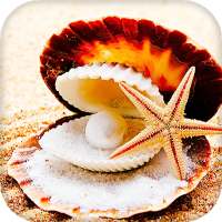 Ракушки Живые Обои (Фоны & Темы) on 9Apps