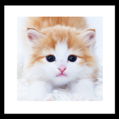 cat yeaning wallpapaer icon