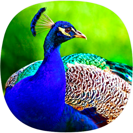 Peacock Ringtones icon
