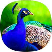 Peacock Ringtones on 9Apps