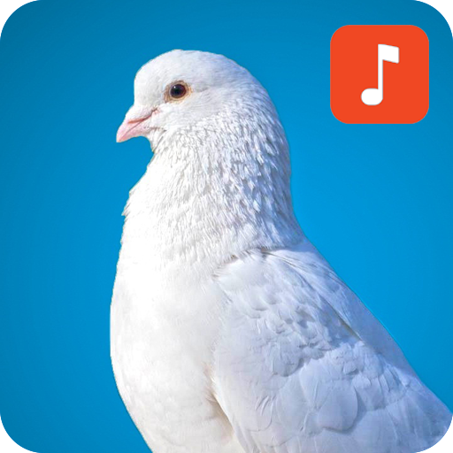 Pigeon Bird Sounds icon
