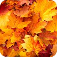 Dry Leaf Full HD Wallpaper on 9Apps