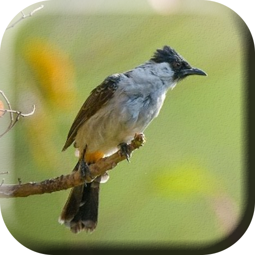 Suara Burung Kutilang Ribut иконка