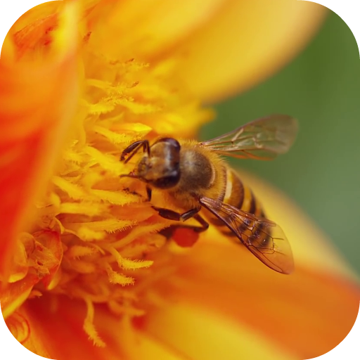 Macro Video Live Wallpaper icon