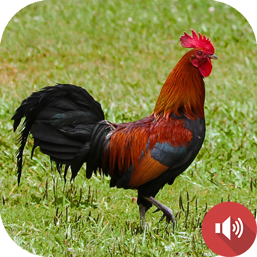Red Junglefowl Sounds icon
