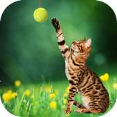 Cat playing ball live wallpaper on 9Apps