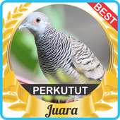Suara Perkutut Juara mp3 on 9Apps