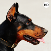 Doberman Dog Wallpaper icon