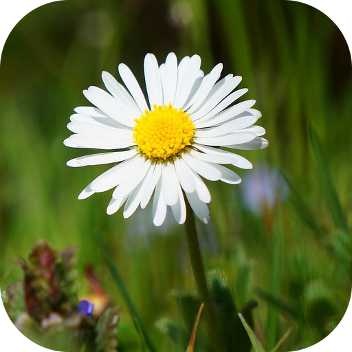 DaisyBG: Flower Wallpaper icon