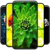 Macro Wallpapers on 9Apps