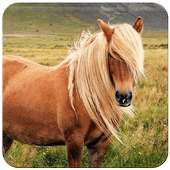 Horse Wallpaper on 9Apps