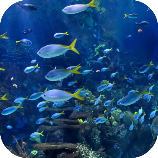 Aquarium 4K Video Wallpaper icon