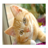 Pictures of Cats icon