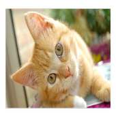 Pictures of Cats