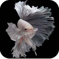 Betta Fish Wallpaper HD on 9Apps