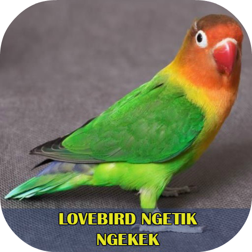Lovebird Ngetik Ngekek Offline icon