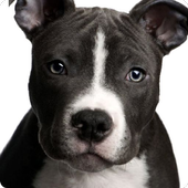 Pitbull Dogs Jigsaw Puzzles icon
