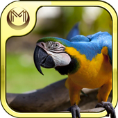 Bird Species Quiz HD icon