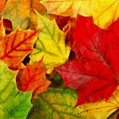 30 níveis. Tarefa icon