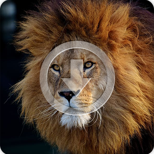 Lion Sounds Ringtone icon