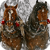 Horses Live Wallpaper icon