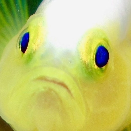 Rembo Angry Fish icon