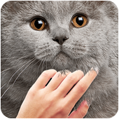 Pat the Cuty Cat icon