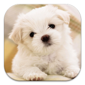 Dog Wallpaper icon
