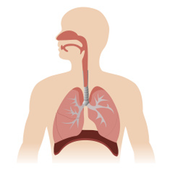 Respiratory System icon