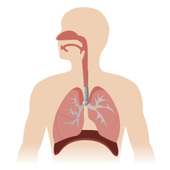 Respiratory System