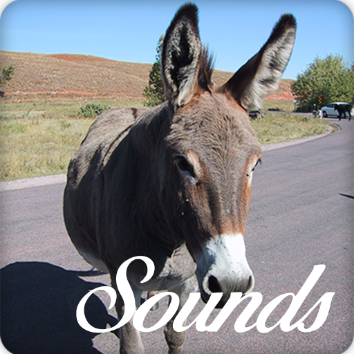 Donkey Sounds and Ringtone Audio icon
