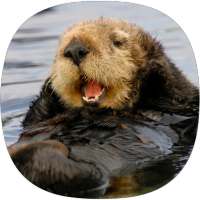 Otter Sounds on 9Apps