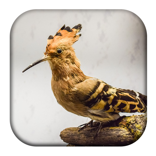 Hoopoe Bird Song icon