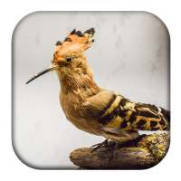 Hoopoe Bird Song on 9Apps